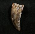 Inch Nanotyrannus Tooth From Montana #3145-1